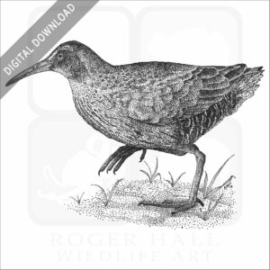 Virginia Rail