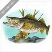 Walleye stock image