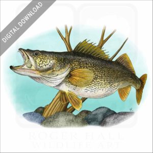 Walleye stock image