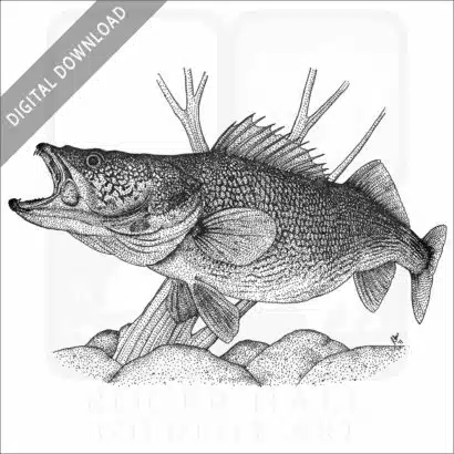 Walleye