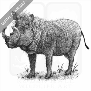 Common Warthog