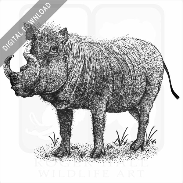 Common Warthog
