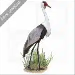 Wattled Crane stock image