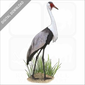Wattled Crane stock image