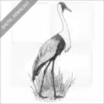 Wattled Crane
