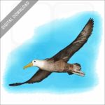 Waved Albatross stock image