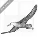 Waved Albatross