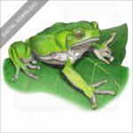 Waxy Monkey Treefrog stock image