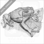 Waxy Monkey Treefrog