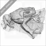 Waxy Monkey Treefrog