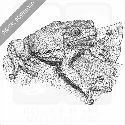 Waxy Monkey Treefrog
