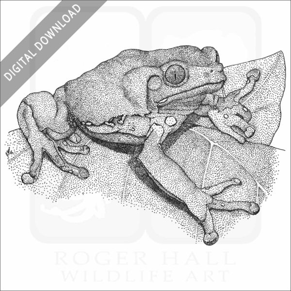 Waxy Monkey Treefrog