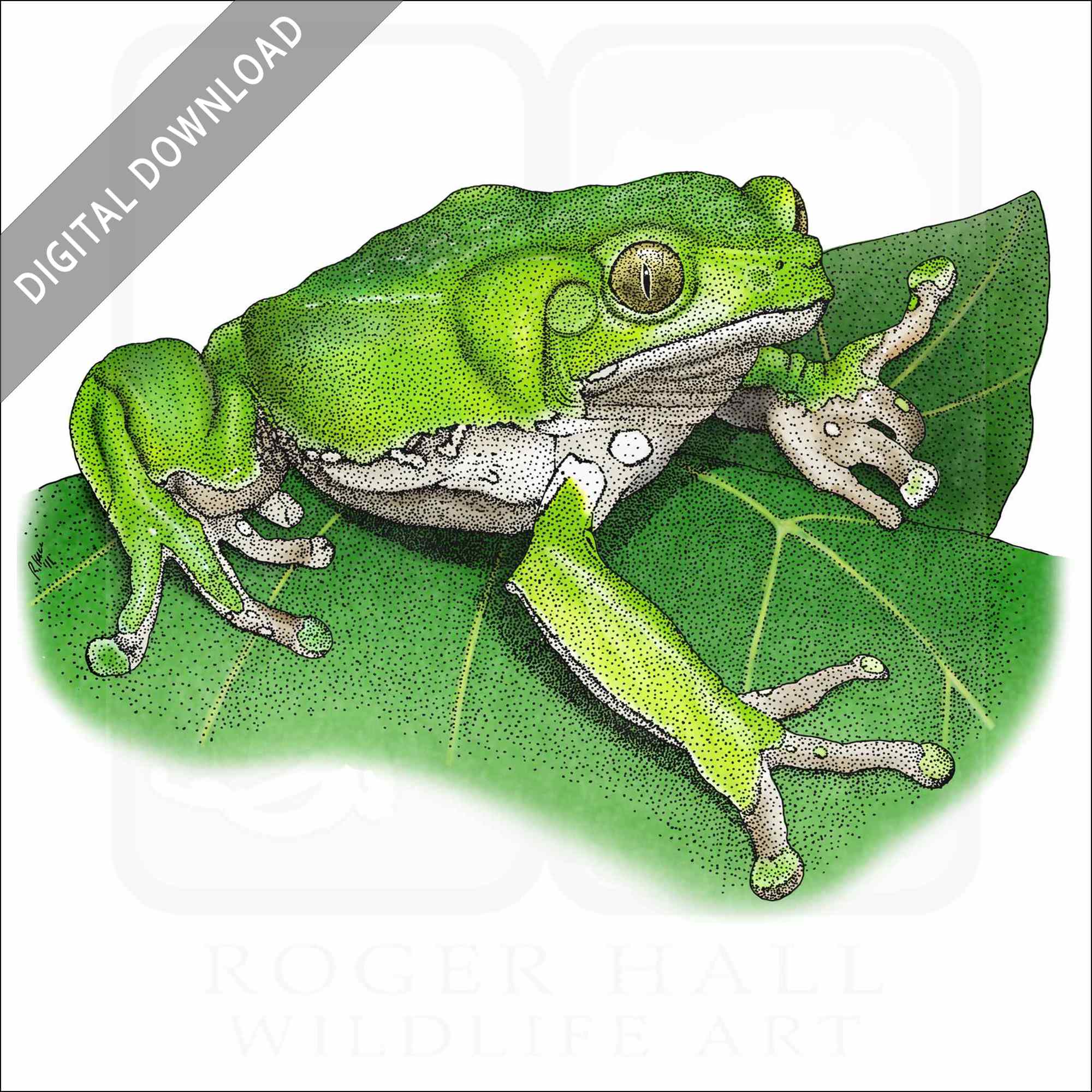 Waxy Monkey Treefrog Waxy Monkey Treefrog stock image