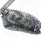 Weddell Seal stock image