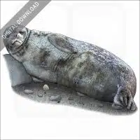 Weddell Seal stock image