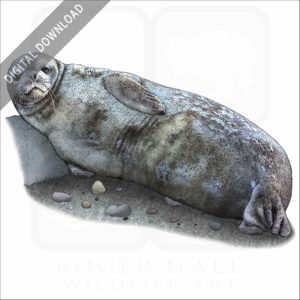 Weddell Seal stock image