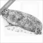Weddell Seal
