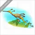 Weedy Sea Dragon stock image