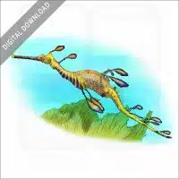 Weedy Sea Dragon stock image