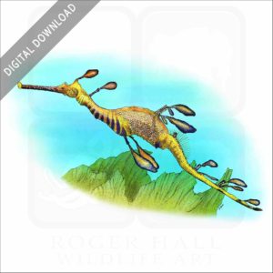 Weedy Sea Dragon stock image