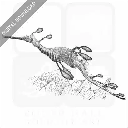 Weedy Sea Dragon