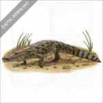 West African Crocodile stock image
