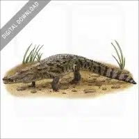 West African Crocodile stock image