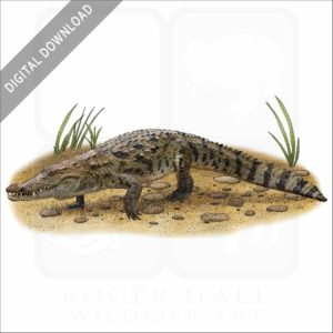 West African Crocodile stock image