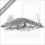 West African Crocodile