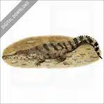 West African Slender-Snouted Crocodiles stock image