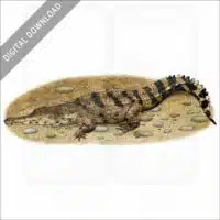 West African Slender-Snouted Crocodiles stock image