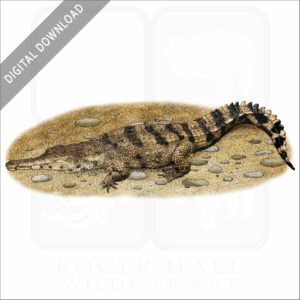 West African Slender-Snouted Crocodiles stock image