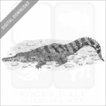 African Slender-Snouted Crocodile