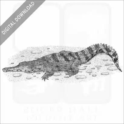 African Slender-Snouted Crocodile
