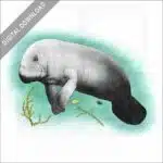West Indian Manatee stock image