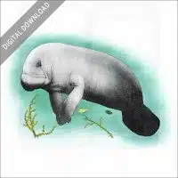 West Indian Manatee stock image