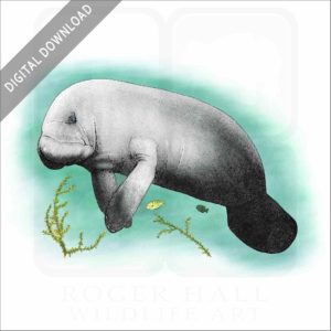 West Indian Manatee stock image
