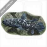 West Indian Ocean Coelacanth stock image