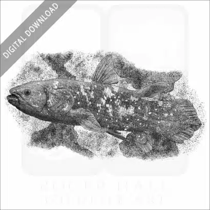 West Indian Ocean Coelacanth