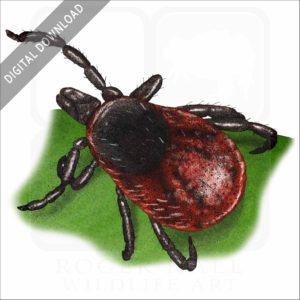 Western-Blacklegged Tick stock image