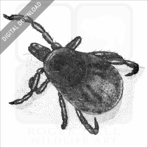 Western-Blacklegged Tick