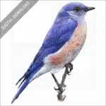 Western Bluebird stock image