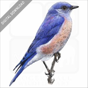 Western Bluebird stock image