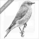 Western Bluebird