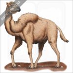 Western Camel stock image
