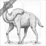 Western Camel