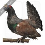 Western Capercaillie stock image