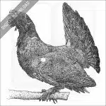 Western Capercaillie