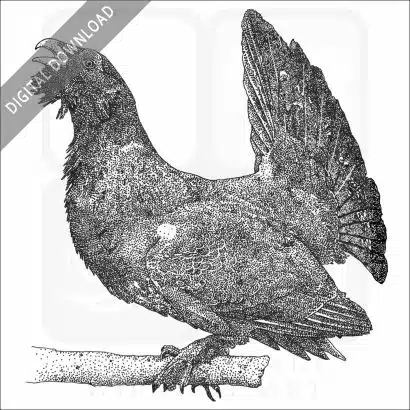 Western Capercaillie
