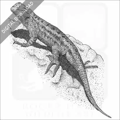 Western Fence Lizard